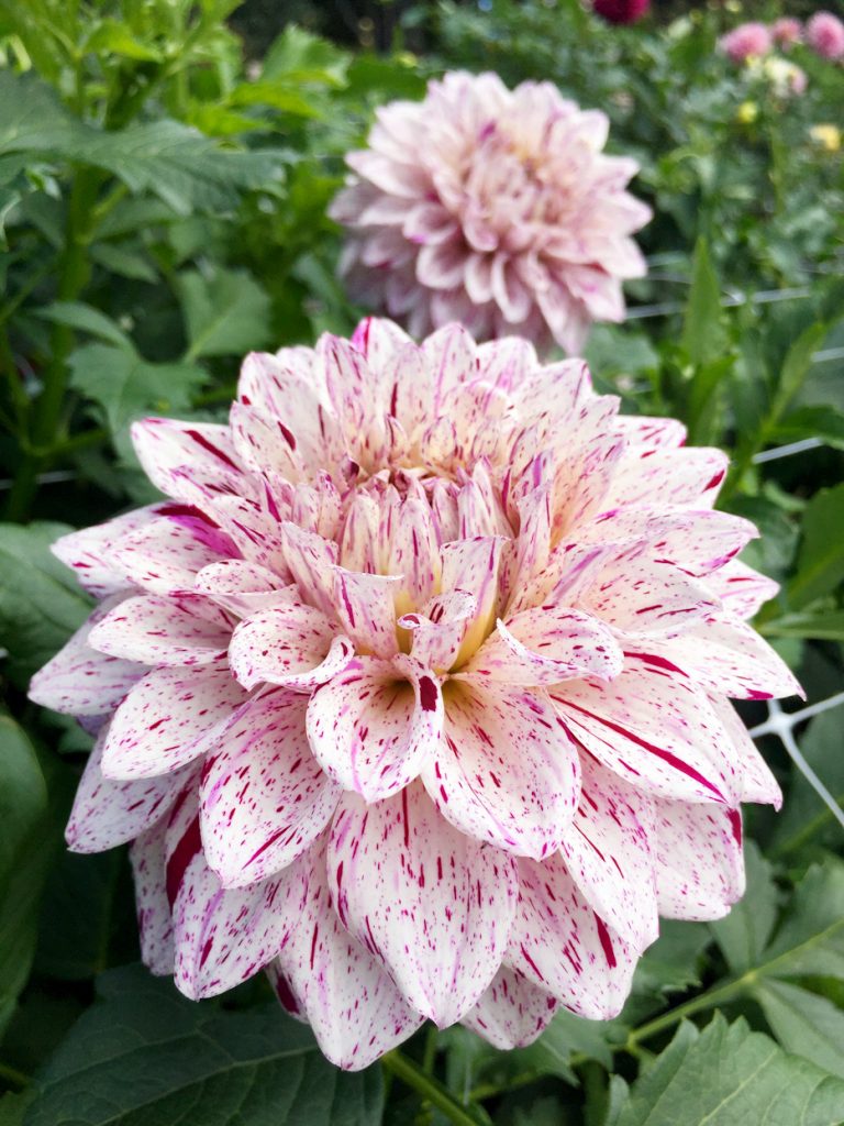 Dahlias at Bullington Gardens