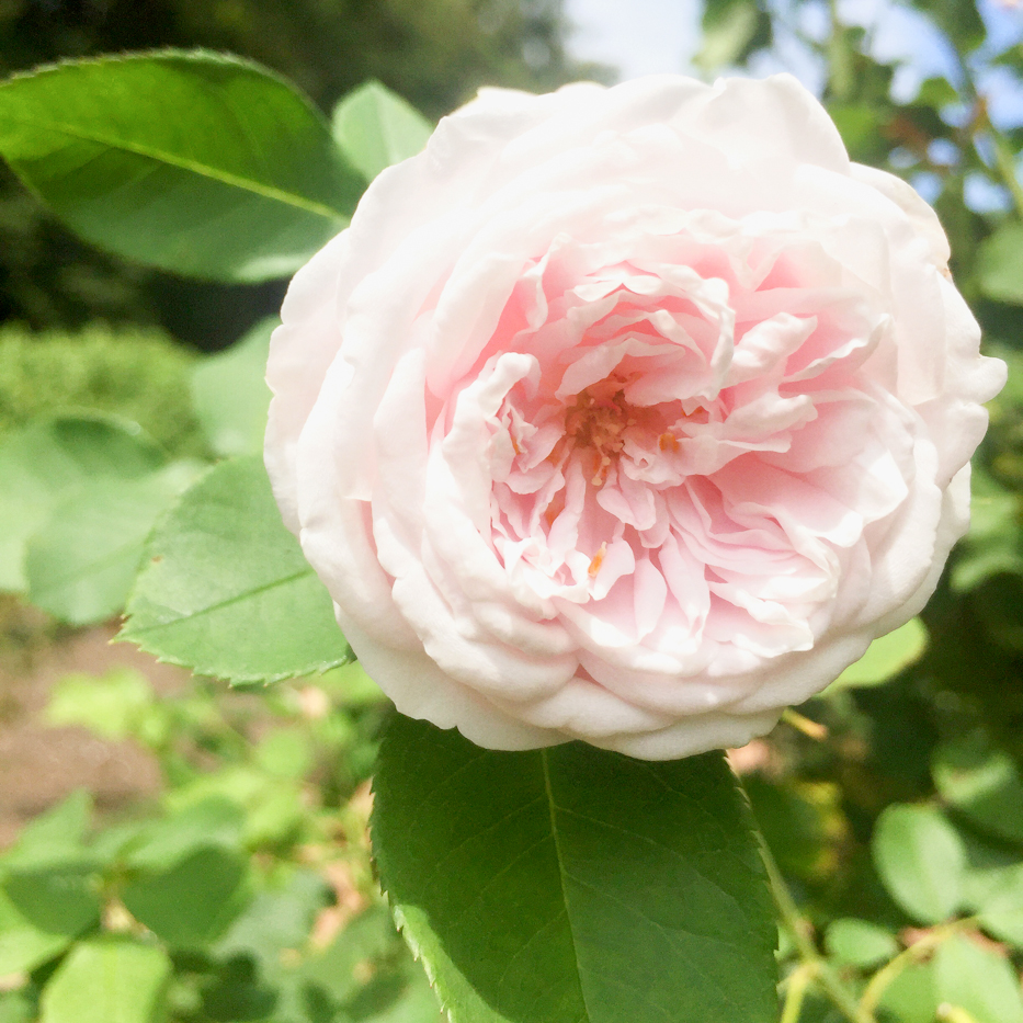 Coquette de Blanches, Bourbon, 1871