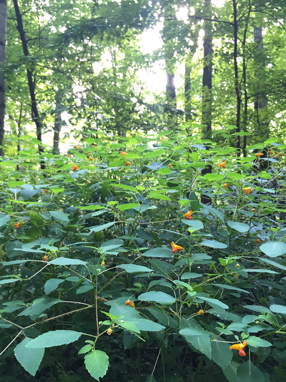 jewelweed-4