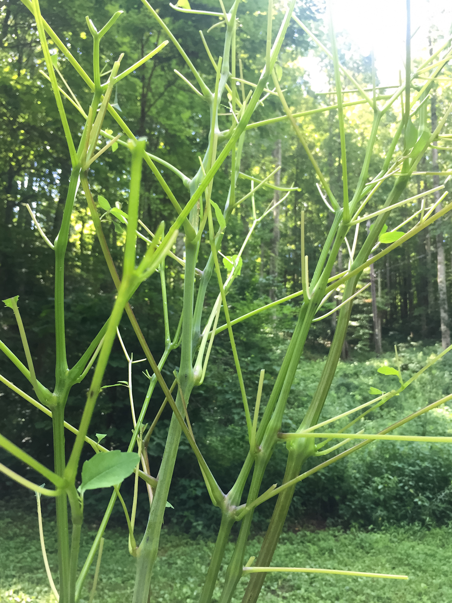 jewelweed