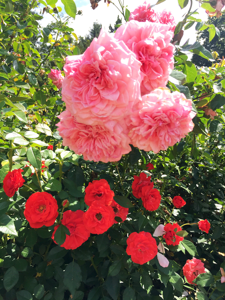 pink and red roses, biltmore