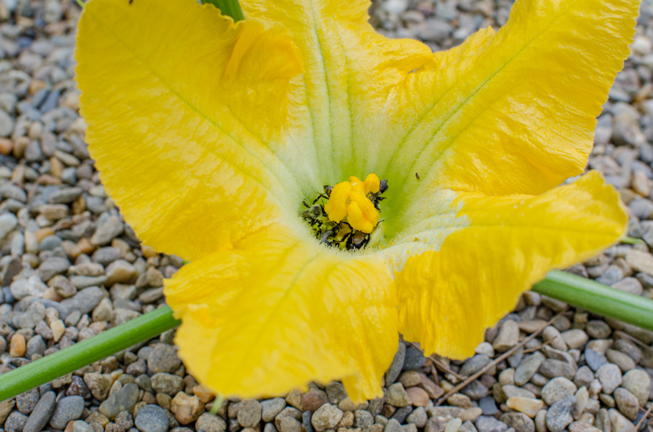 pumpkin blossom filled with bees