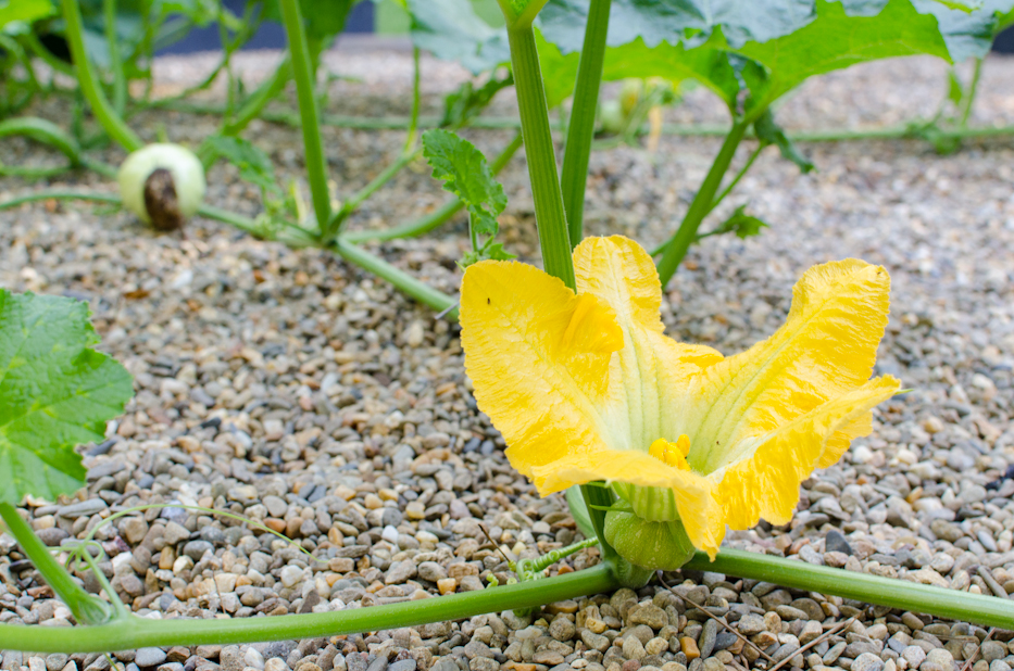 pumpkin blossom