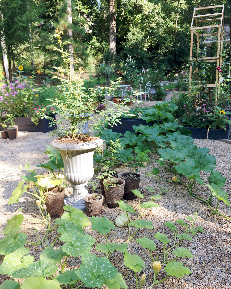 pumpkin vines