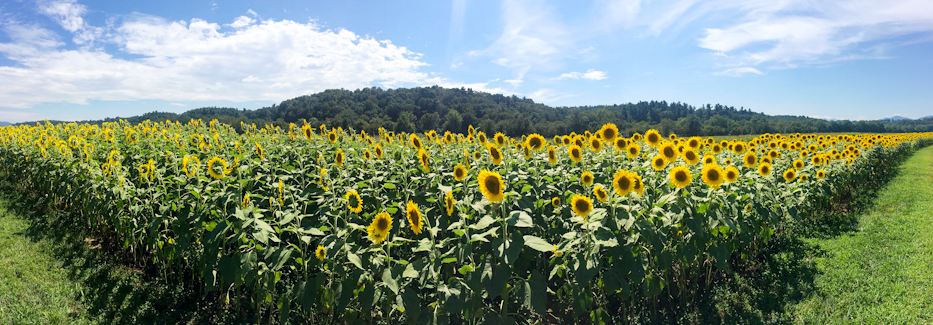 sunflowers, biltmore