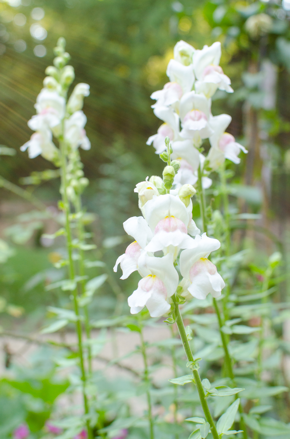 apple blossom snapdragons