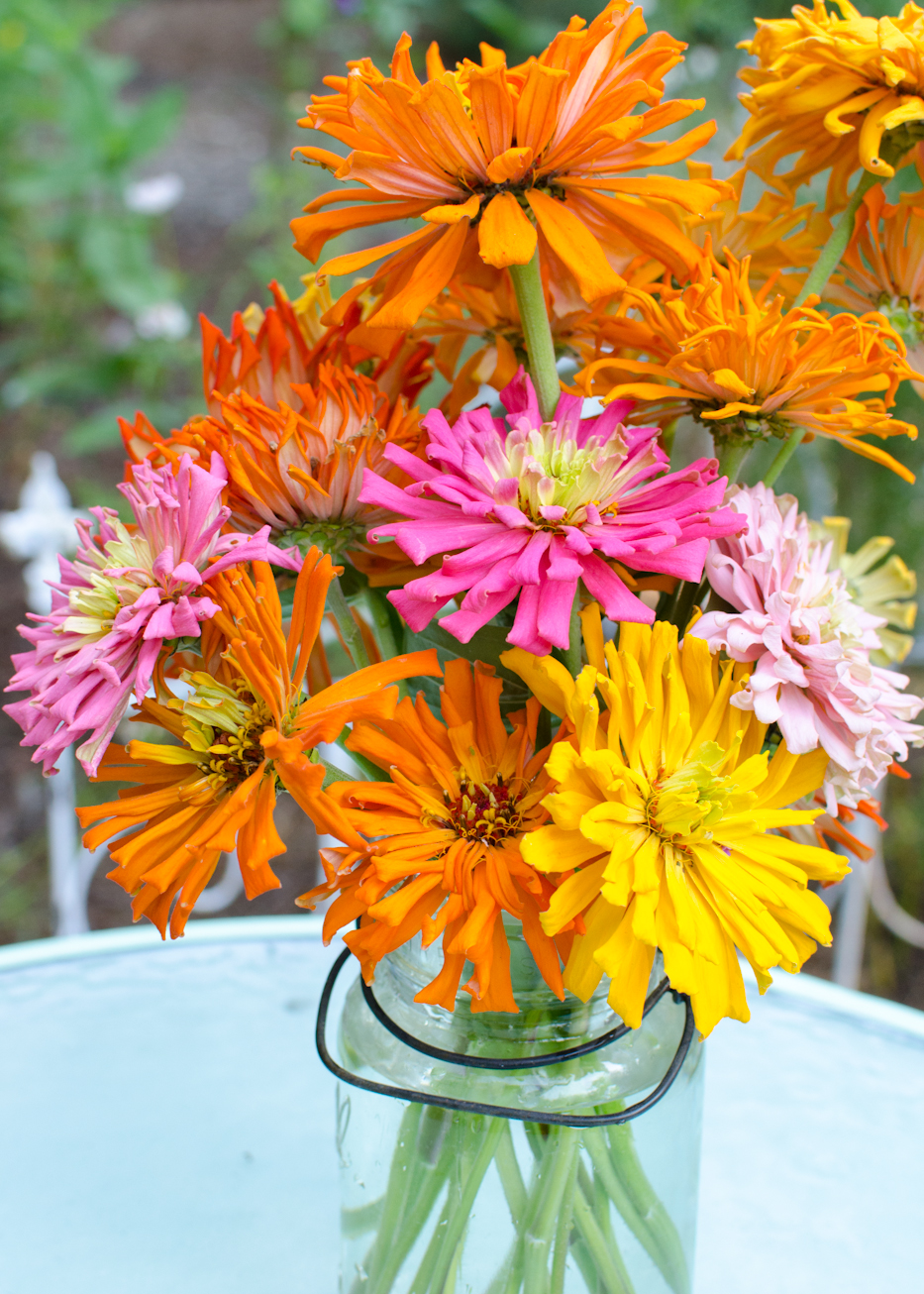 cactus flowered zinnias