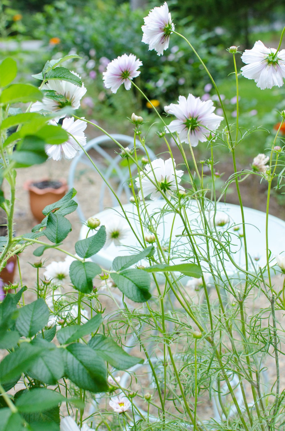 cosmos in late august