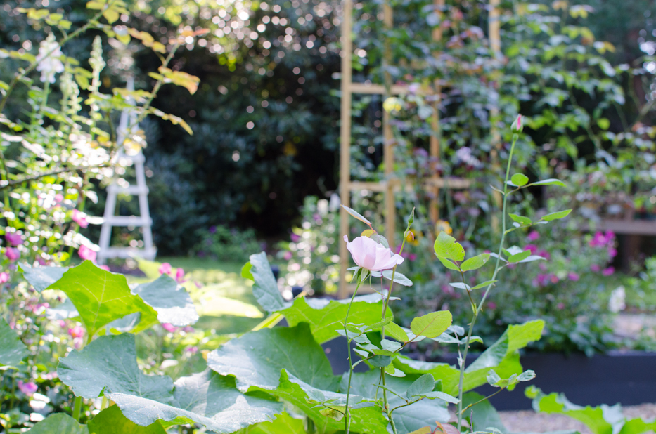 dainty bess and pumpkins