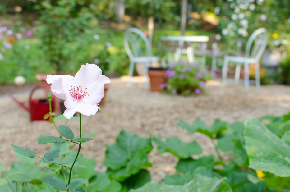 garden in late august