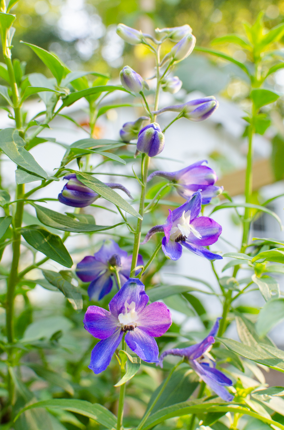 hand-sown delphinium