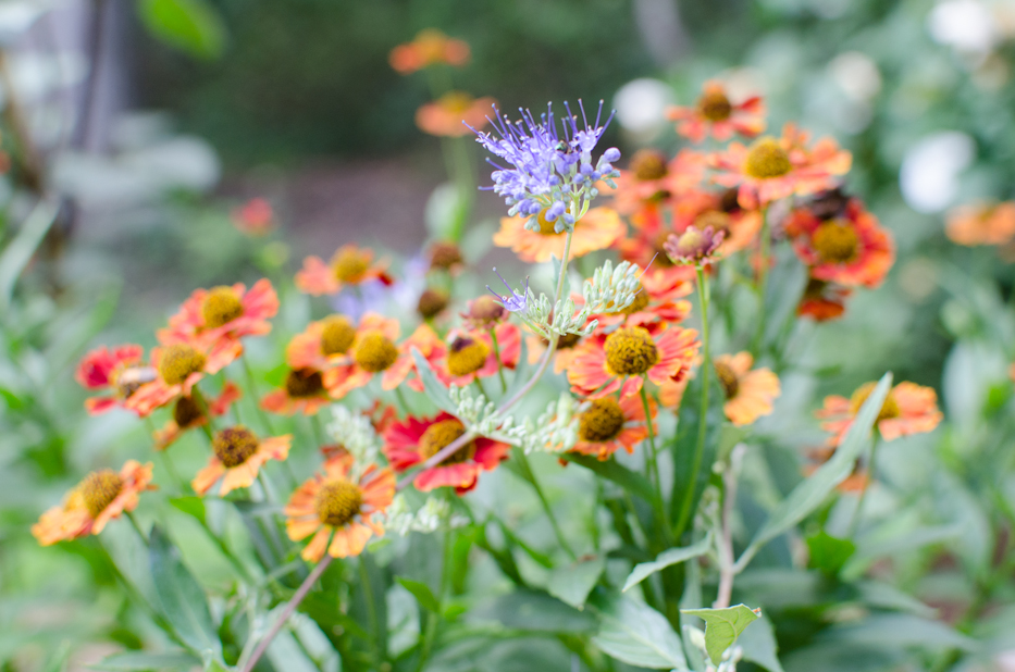 helenium and caryopteris