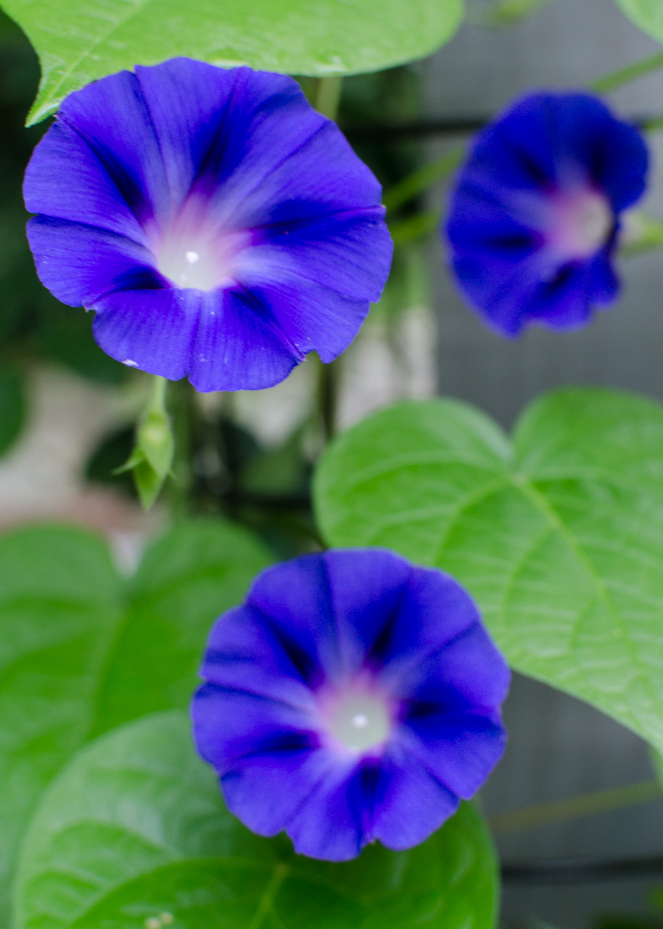 morning glories late august