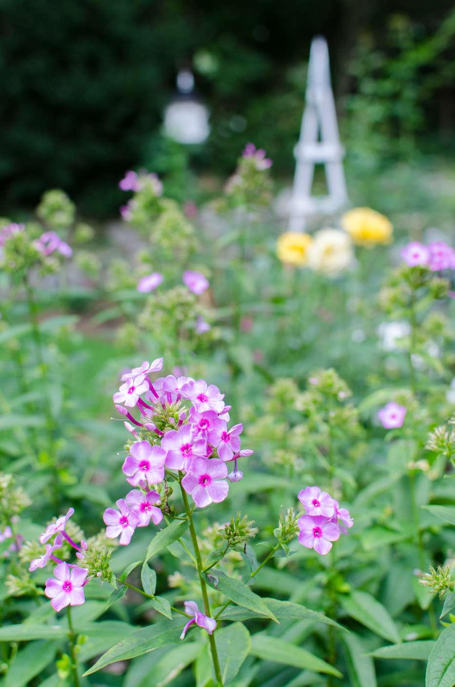 phlox late august