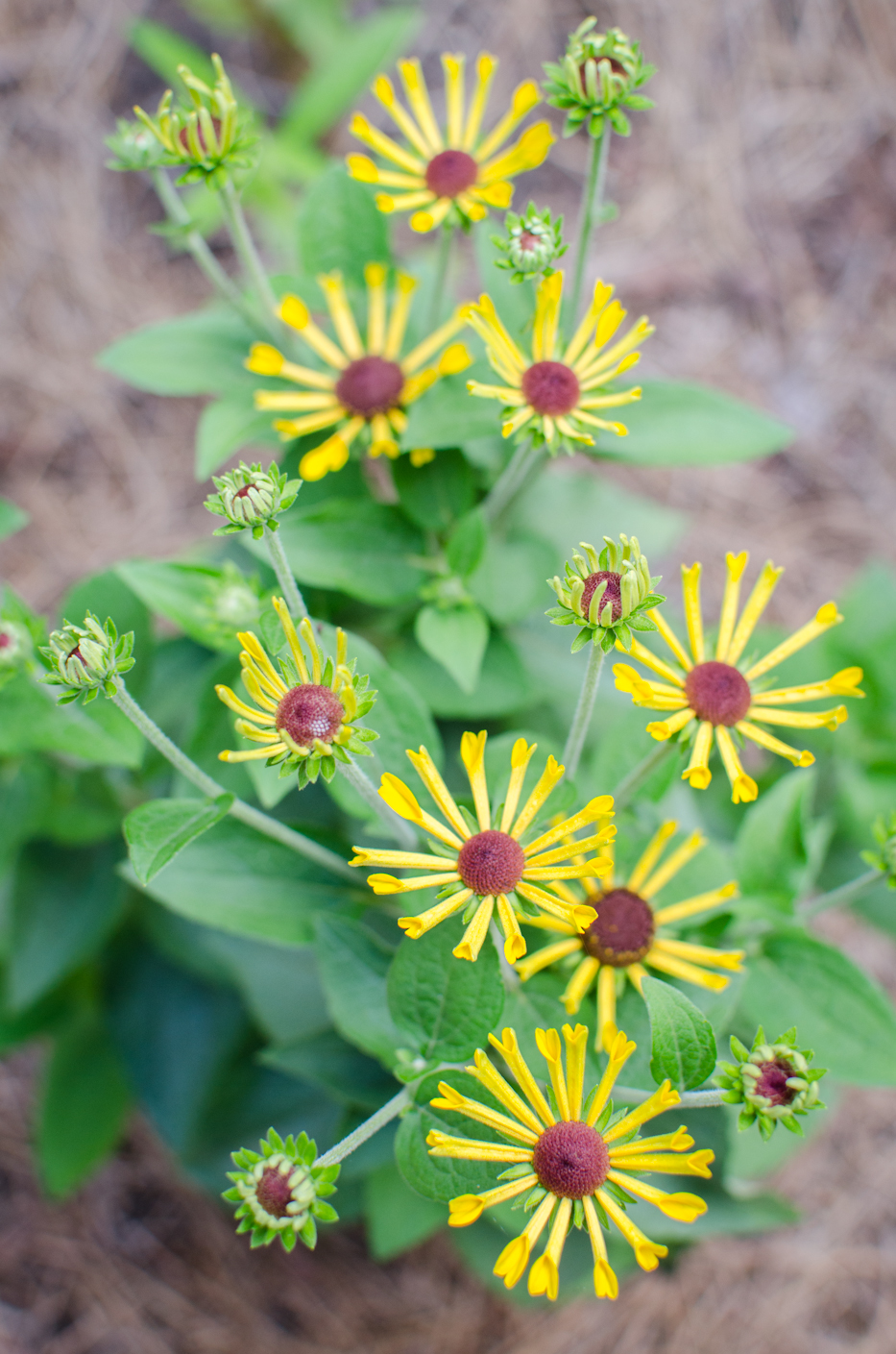 rudbeckia 'little henry'