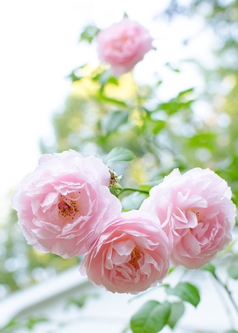 strawberry hill late august blooms