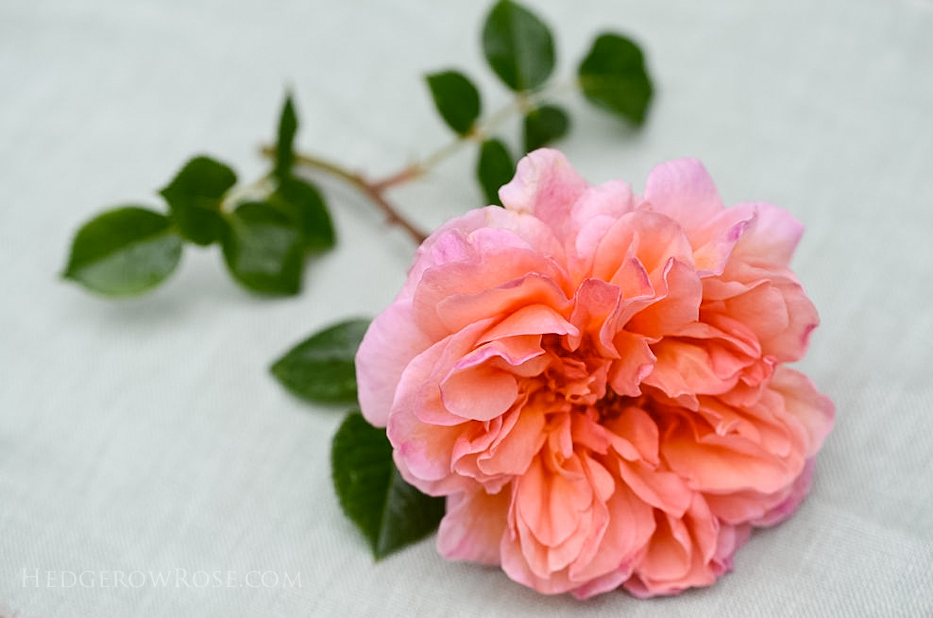 abraham-darby-via-hedgerow-rose