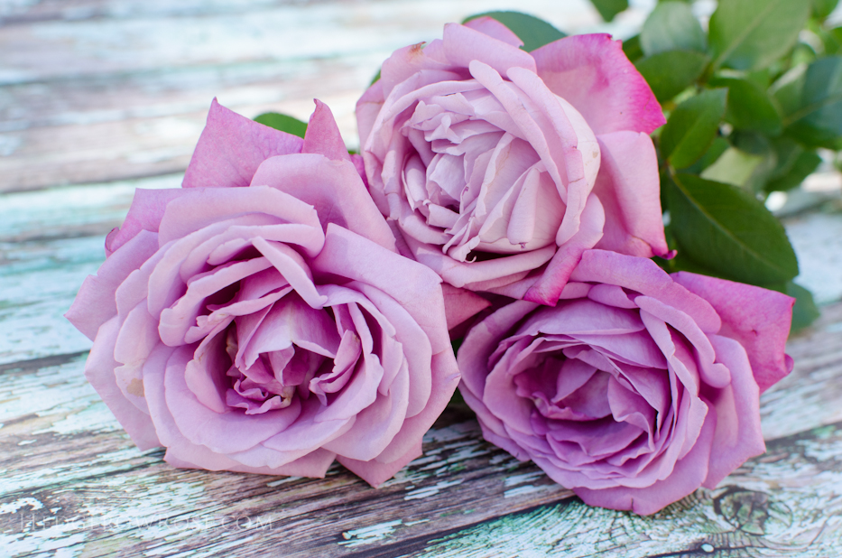 fragrant-purple-roses-heirloom-fragrant-plum
