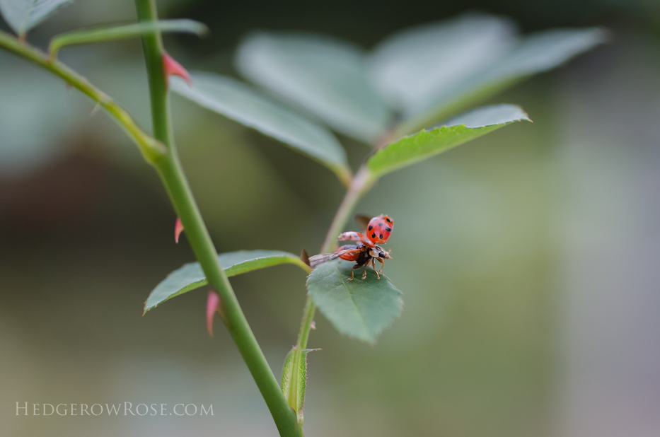 ladybug-october-16