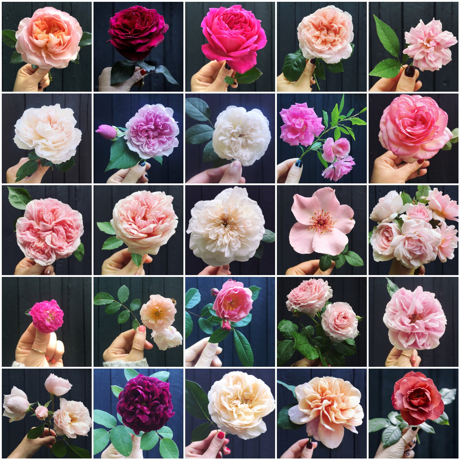 This Fairytale Garden In Boston Boasts 200 Unique Varieties Of Rose