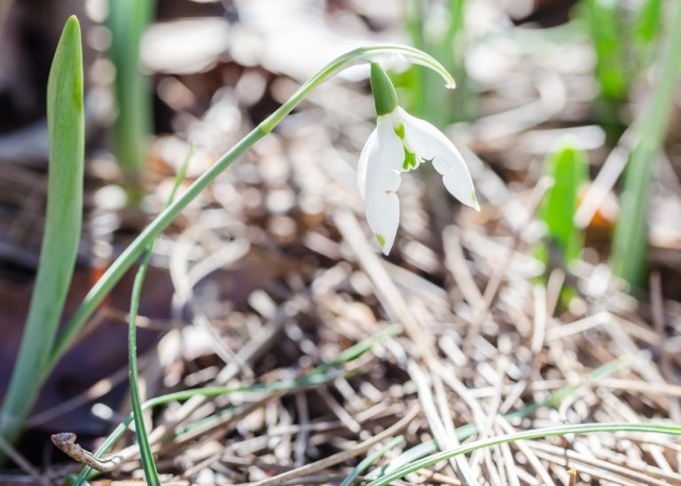 Garden Projects in January