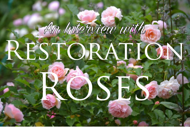 An Interview with Susan of Restoration Roses