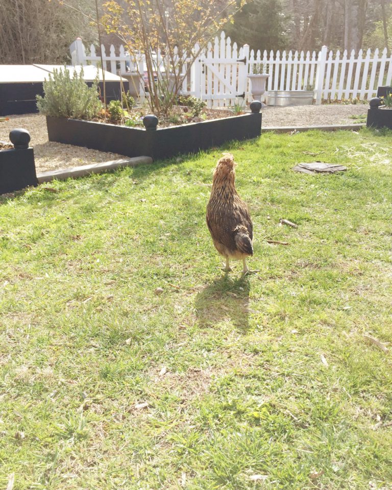 Getting Started on a Kitchen Garden