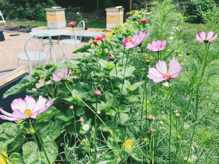 A Flower Border for Bees