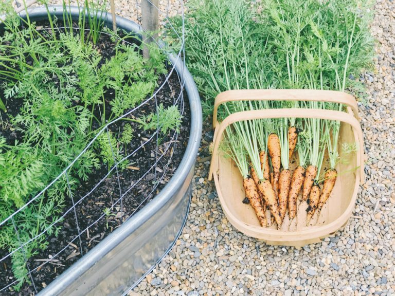 Growing Carrots in a Stock Tank