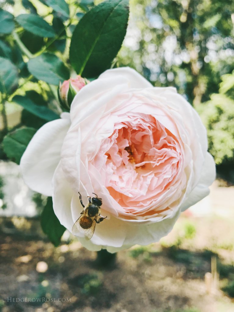 Roses in Bloom