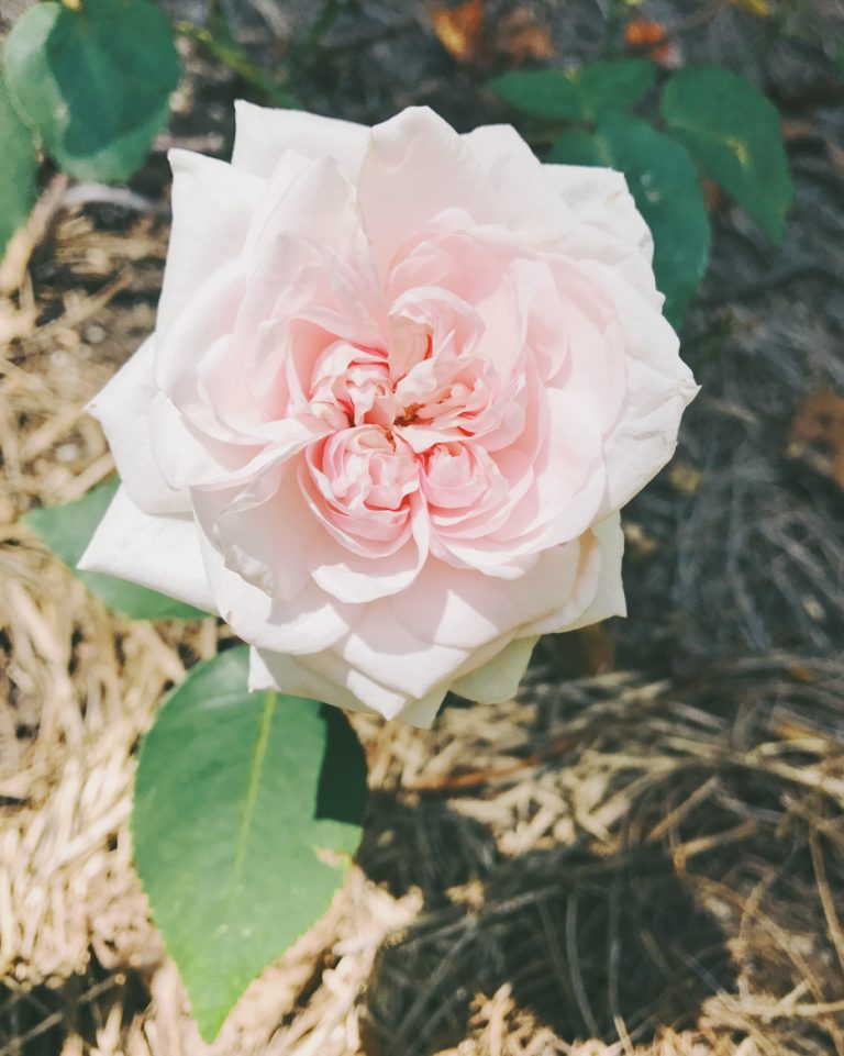 Combining beehives and more roses in bloom