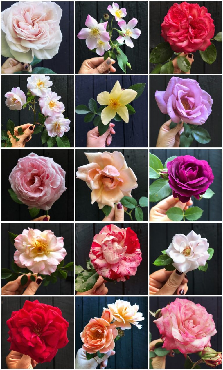 SIMPLE BEAUTY ROSE SERIES VOL. 4