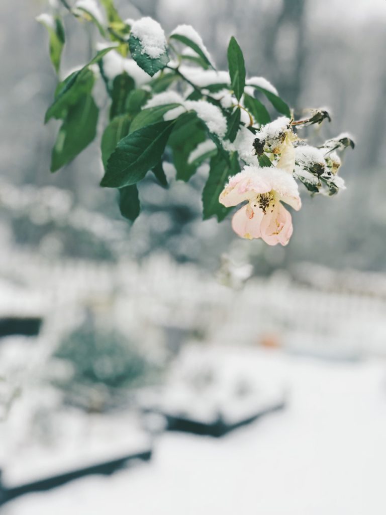 The First Snowfall