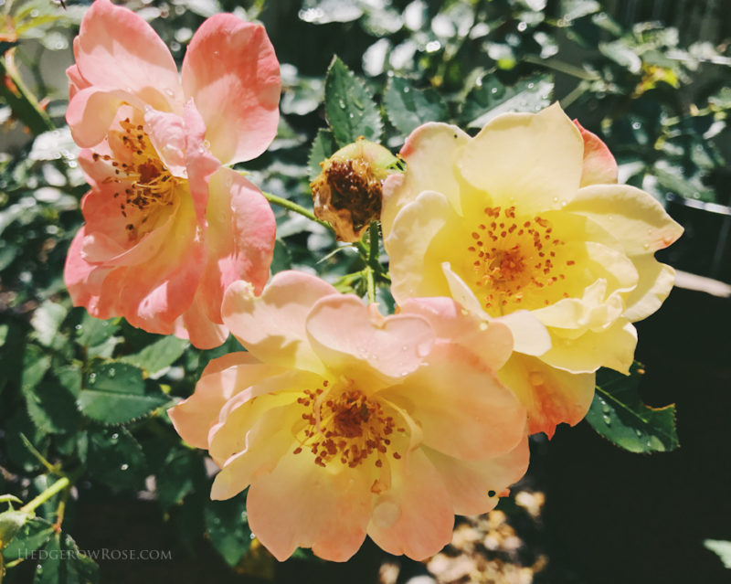 Oso Easy Italian Ice ® – Hedgerow Rose®