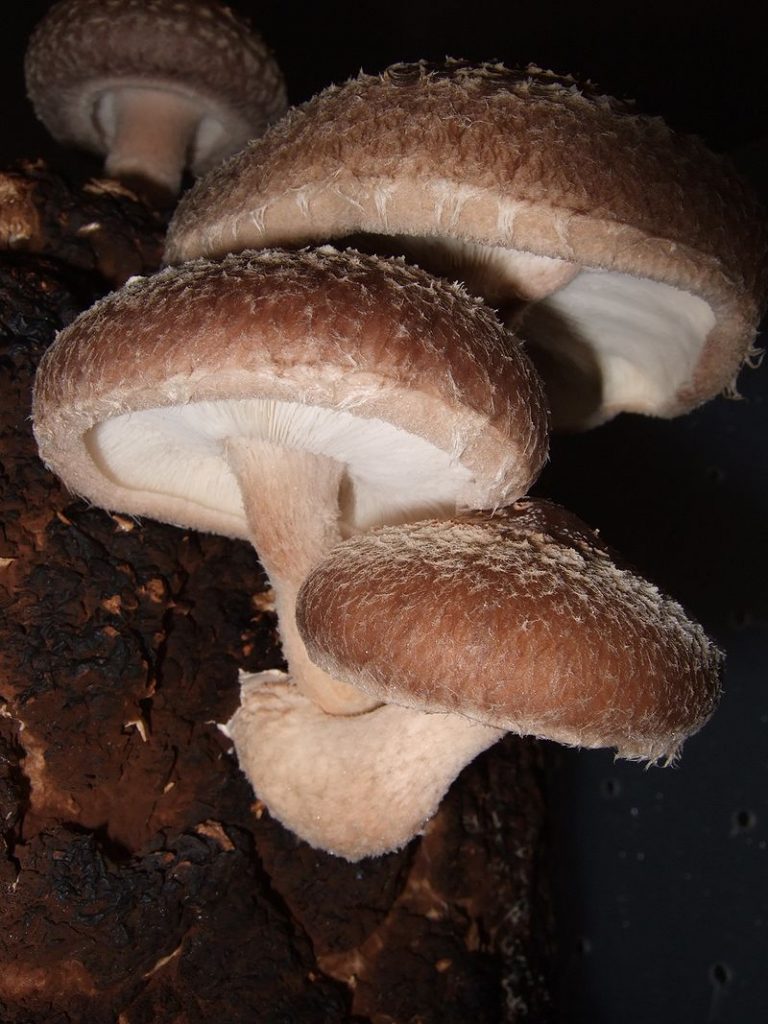 Growing Shiitake Mushrooms at Home