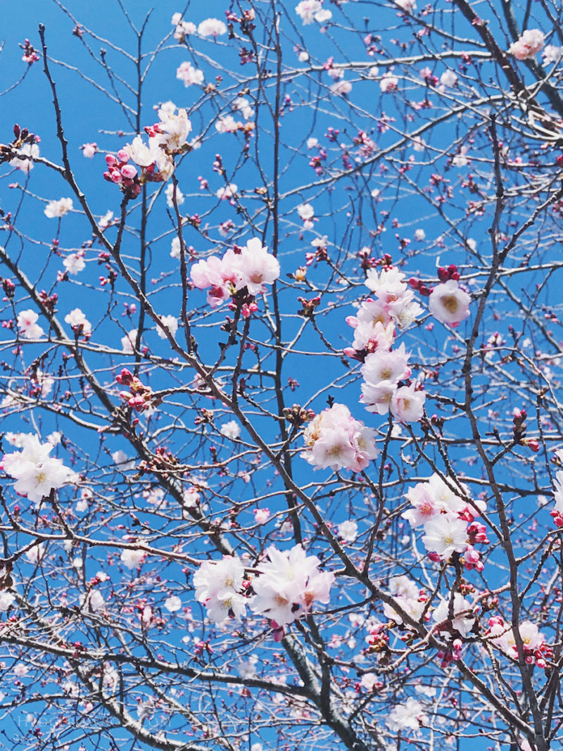 Planting the First Roses of 2018 – Hedgerow Rose®