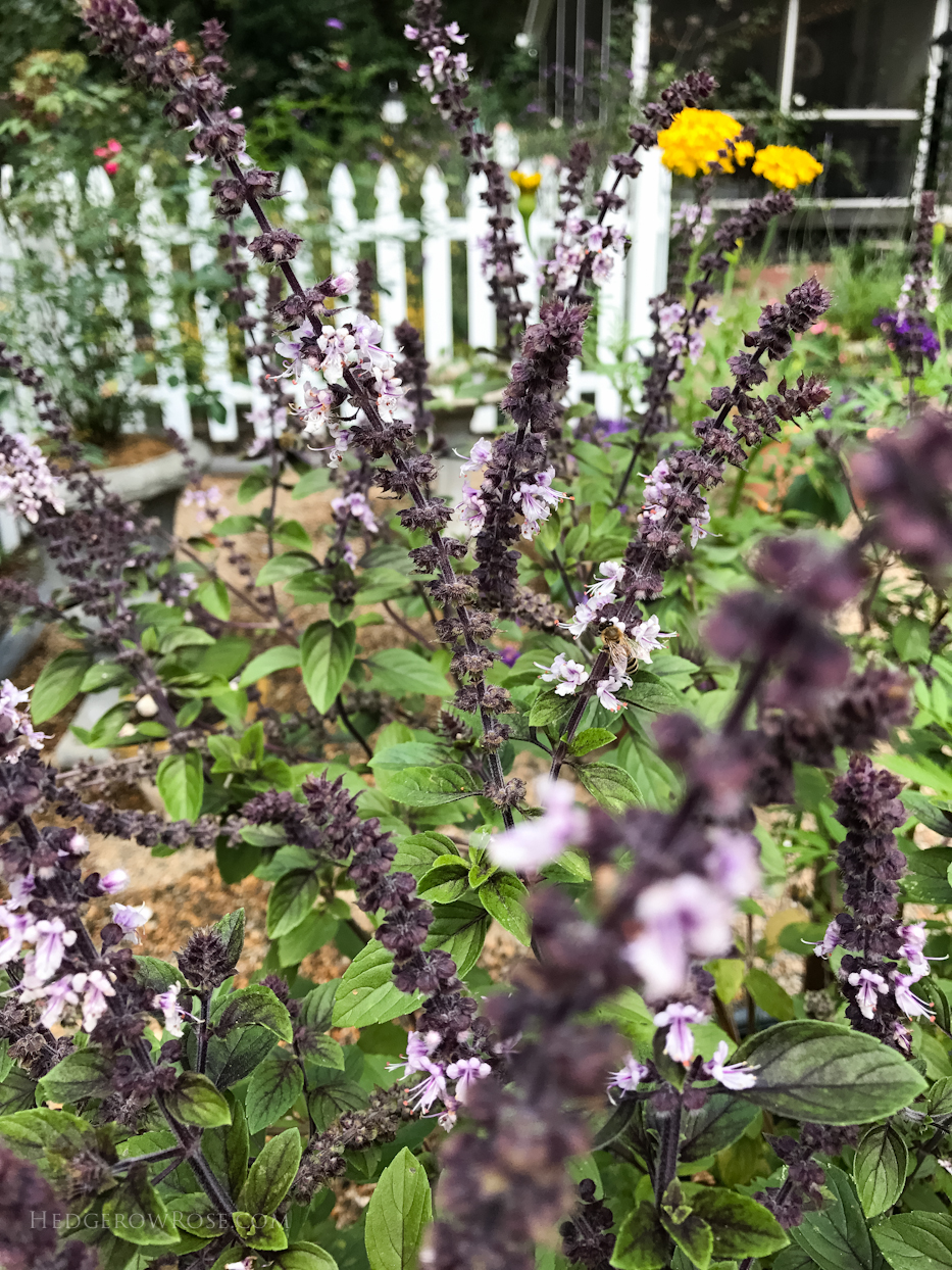 Honey Bees and Other Pollinators Delight in African Blue Basil