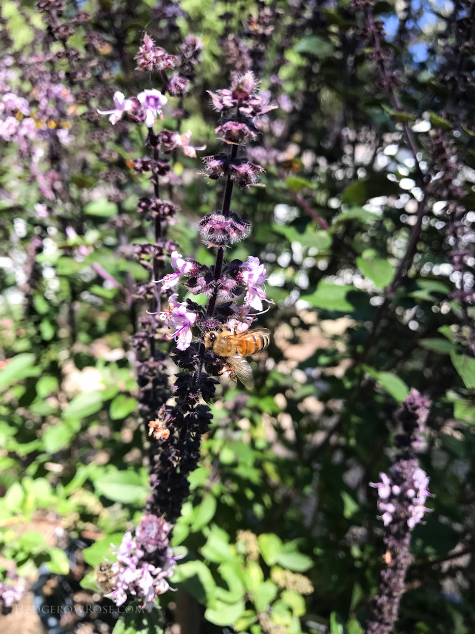 Honey Bees and Other Pollinators Delight in African Blue Basil