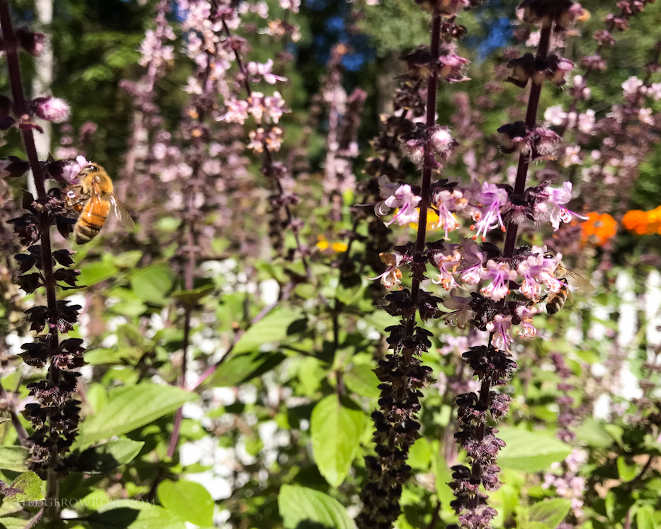 Honey Bees and Other Pollinators Delight in African Blue Basil