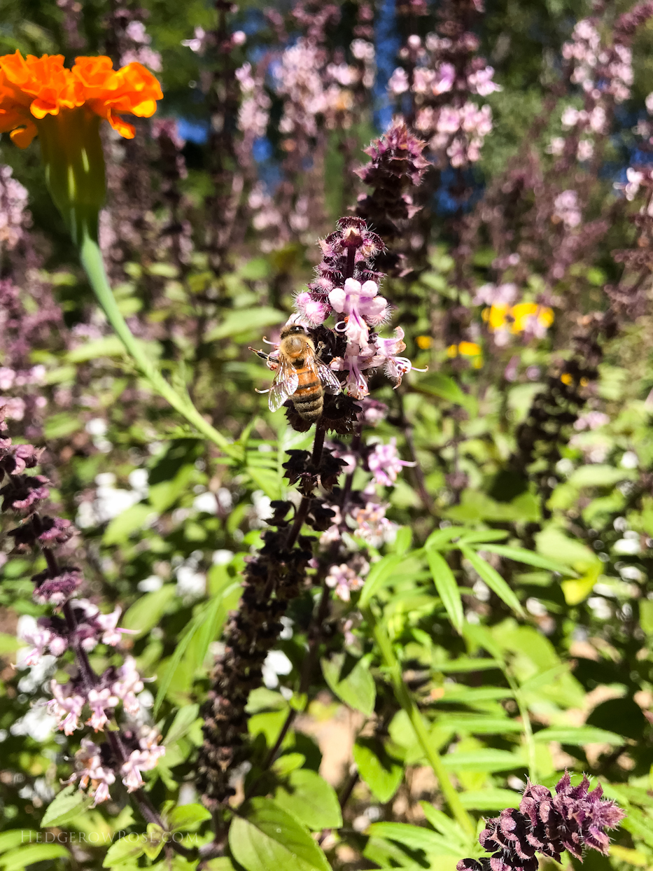 Honey Bees and Other Pollinators Delight in African Blue Basil