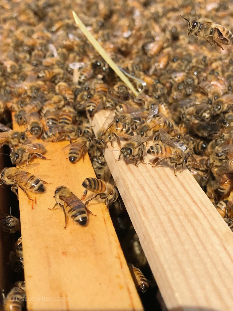 Welcoming Our New Bees