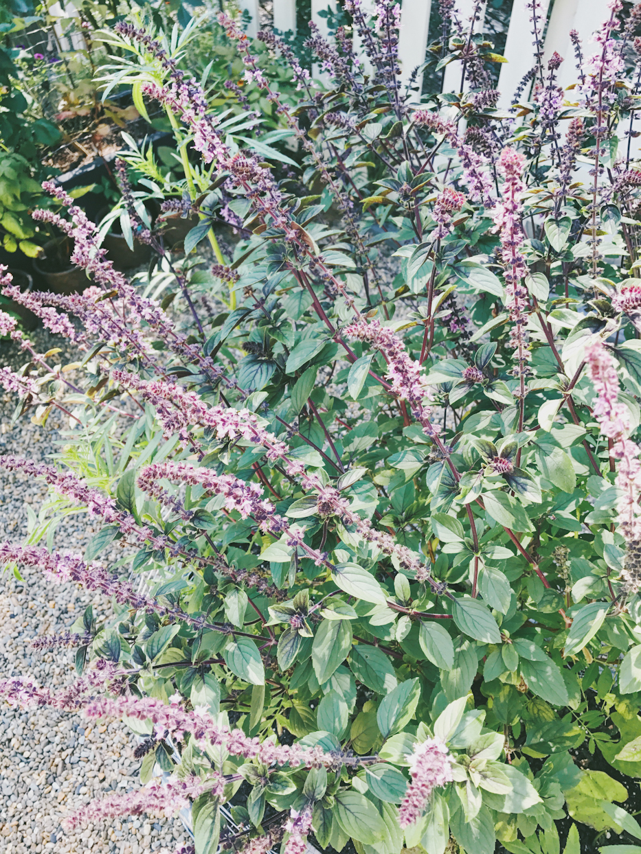 Honey Bees and Other Pollinators Delight in African Blue Basil