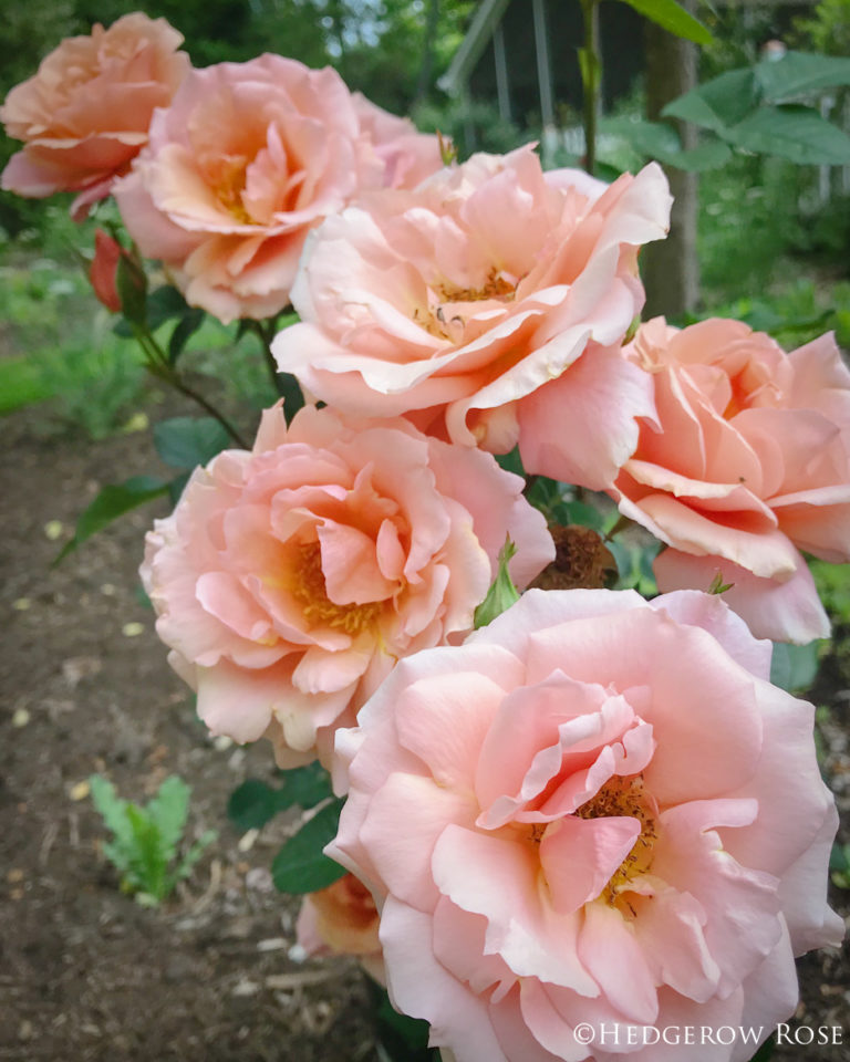 This Year’s MVP – Rosa ‘Apricot Candy™’ (Meibedull)