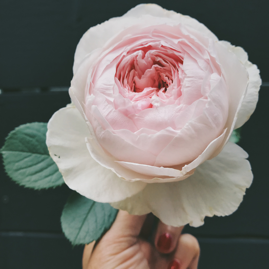 Simple Beauty Rose Series – 2018 – Vol. 5 – Hedgerow Rose®