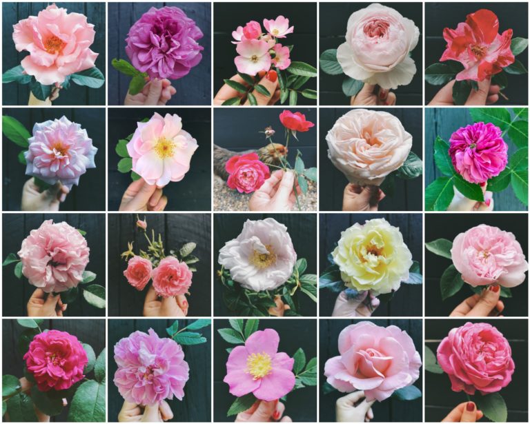 Simple Beauty Rose Series – 2018 – Vol. 5