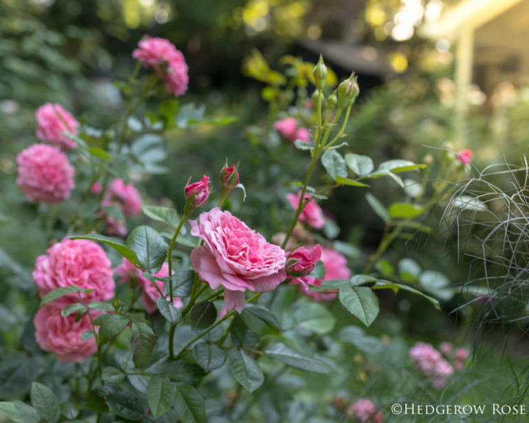 Celebration of Roses, January 31: Zaide® (KORparofe)