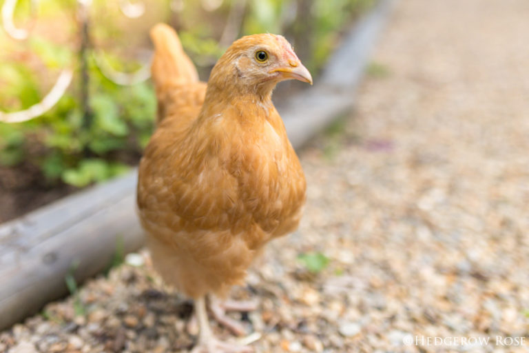 Free-Range Chickens in the Garden