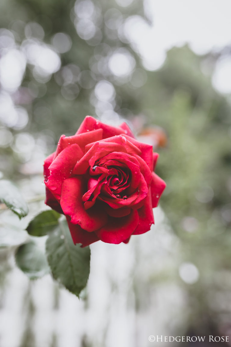 Celebration of Roses, January 7: Dark Desire (KORdiagraf)