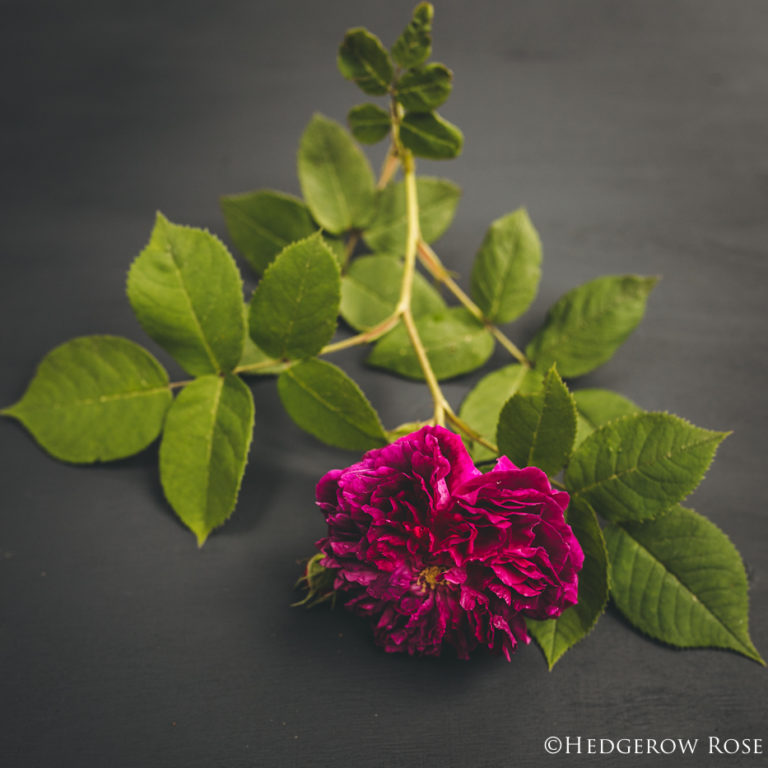 Celebration of Roses, January 9: Erinnerung an Brod