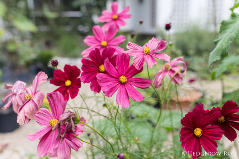 Cosmos bipinnatus ‘Rubenza’